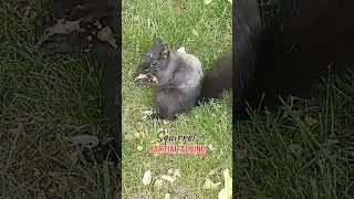 PARTIAL ALBANO SQUIRREL #albano #squirrel #pet #animals #nature