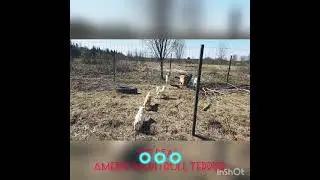Питбуль щенки др 8 марта 2021