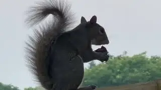 Squirrel eating cherries.