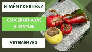 Csúcsrothadás a veteményesben🍅🫑
