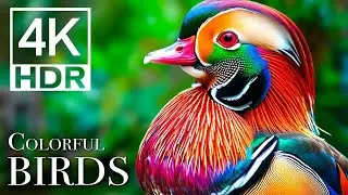 Birds Sound in the Forest | Scenic Relaxation Film | Beautiful Birds Video | EcoEden | Nature