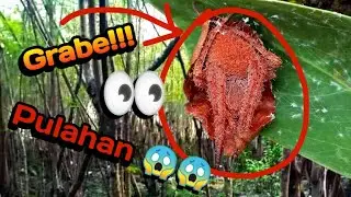 Gagamba Day Hunting Episode 3. "Solid Pulahan"