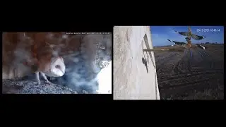 Lechuzas - cernícalos · [Doble cámara] · Reserva Natural Riet Vell -🔴DIRECTO Delta del Ebro
