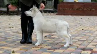 Ок Флок Алмаз