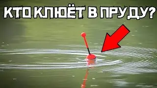 ЗАБРОШЕННЫЙ ПРУД ШОКИРОВАЛ! Не думал поймать ТАКОЕ! Рыбалка 2024