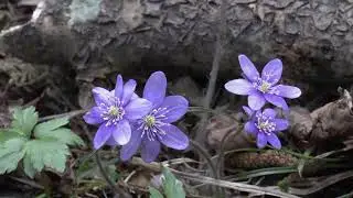 Adam Hurst - Wake   (Rozbudzić)