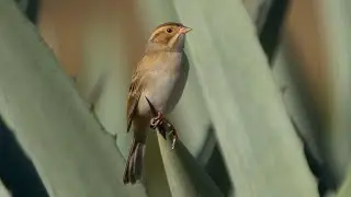 Clay-colored Sparrow and its Call