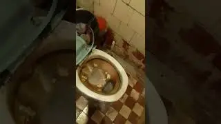 Туалет из Зелёного Слоника