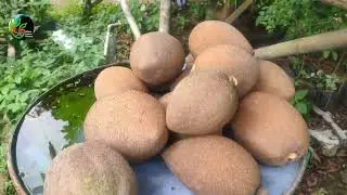kenapa bibit mamey sapote mahal harganya??