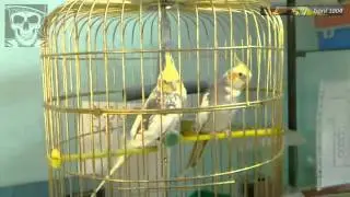 Мъжки папагал корела ухажва женска