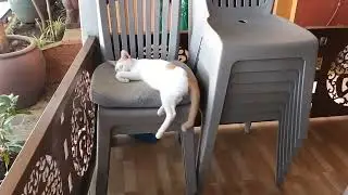 Вунгтау лес и обезьяны