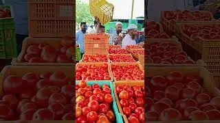 Punganur tomato MSM 🍅🍅/05/10/2024 #punganurtomatomarket #tomatomarket #trending #tomatowholesalemar