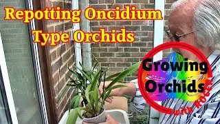 Repotting Most of my Odontoglossum Types