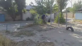 ДАБЛ ЛЕГ