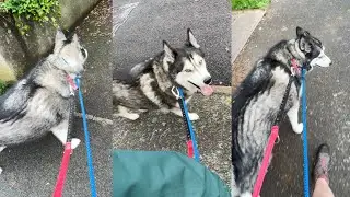 My Husky Knows LEFT and RIGHT! But Doesn't Always Agree! 