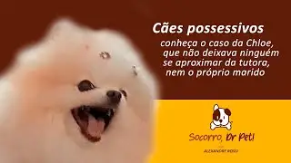Cães possessivos: conheça o caso da Chloe, que não deixava ninguém se aproximar da tutora