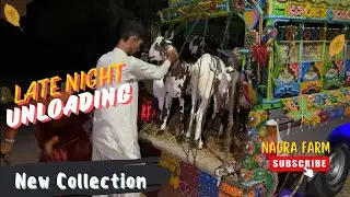 Late night Unloading New Qurbani Goats Collection at Nagra Farm 03326247222
