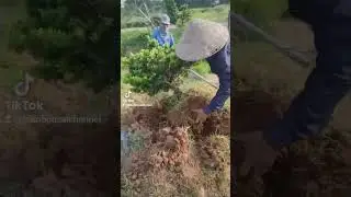 90% người thành phố khi trồng cây gặp phải