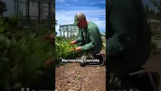Каждому дачнику нужна эта штука!