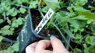 красотки пеларгонии!!! (есть черенок 🤗)