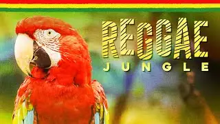 REGGAE JUNGLE - Cutest Animals 🦜
