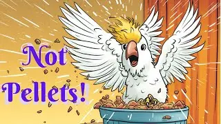 My Umbrella Cockatoo Doesn’t Eat Pellets! What To Do? | #parrot_bliss #cockatoo #bird