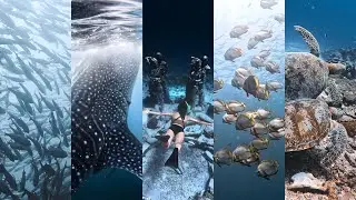 潜水是普通人逃离地球的唯一方式 | Diving is the sole escape for ordinary souls from this earth | GoPro 11