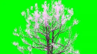 Rotating Cherry Blossom Tree with Petals No.4 HD Animation - green screen effect & overlay