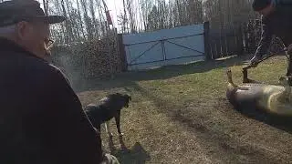 Свежина в деревне))
