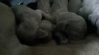 Little puppies drinking milk 2