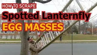 How To Remove Spotted Lanternfly Eggs (with a really big ladder)
