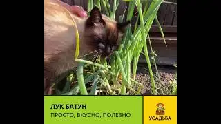 Лук-батун. Полезно, вкусно и очень просто!