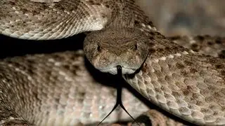 #ONTRENDING
25 SHOCKING  facts about SNAKE that you probably didn't know
