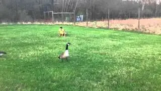Ninja goose hunting 2