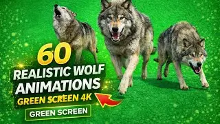 60 Realistic Wolf Animations | Green Screen 4K | Howling, Running & Hunting