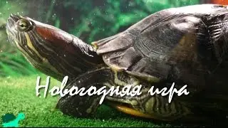 Новогодняя игра с красноухой черепахой) Конкурс! Все участвуем)