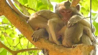 JANE MONKEY STRONG BITE JANNA CRYING NO MILK | MOTHER GIVE JODY FEEDING | MONKEY TECHNIQUE