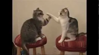 Cat Gladiators Boxing on Stools