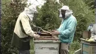 Осінь на пасіці
