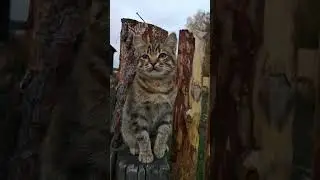 НАШ ТИГР