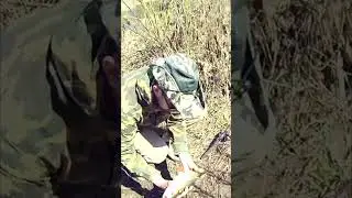 Крупный голавль на весеннем ручье