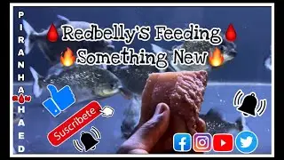 Redbelly's Feeding Something New
