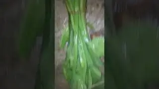 TUMIS GENJER BUMBU KENCUR MANIS PEDAS 