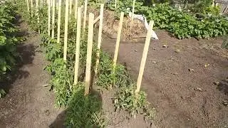 Пение птиц рано утром в моем городе.