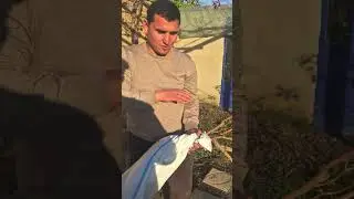 ниҳолҳои ангуре,ки соли гузашта хунук зада буданд ба ҷояш ниҳолҳои нав дода истодаам.
