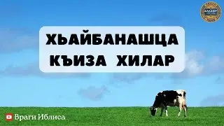Хьайбанашца къиза хилар - lадлан Харачо