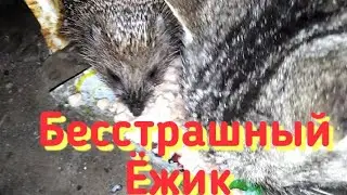 Ёжик ест с котом и не боится! 