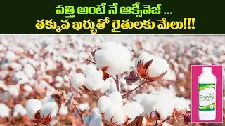 #Oxyveg #CottonCrop పత్తి అంటే నే ఆక్సివెజ్ …తక్కువ ఖర్చు తో రైతు లకు మేలు!!! | YK laboratories
