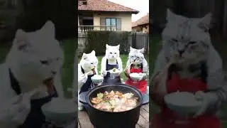 Clam free Cats t.me/catsgang_bot/join?startapp=g7-TVdZzc0dzROIrFnsUW