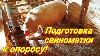 Подготовка свиноматки к опоросу!